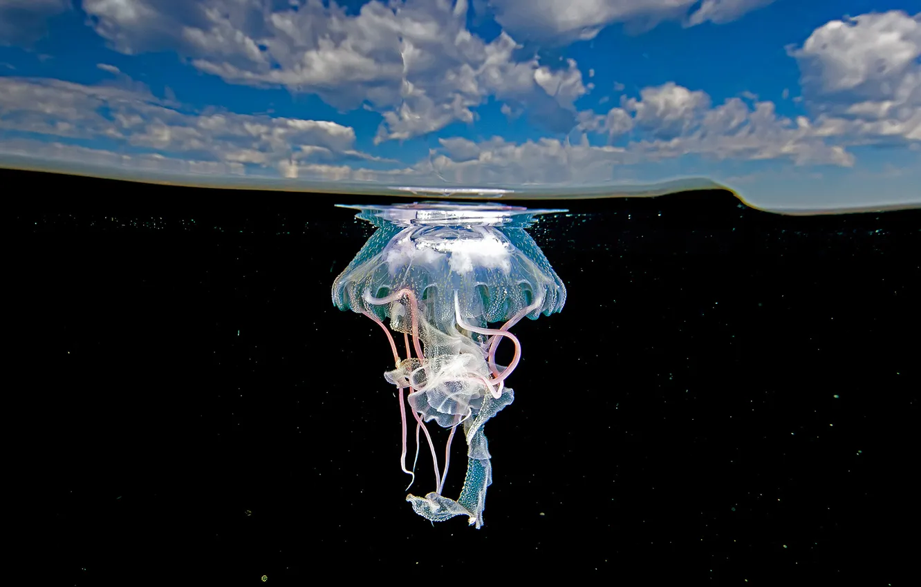 Photo wallpaper Mexico, Medusa, the sea