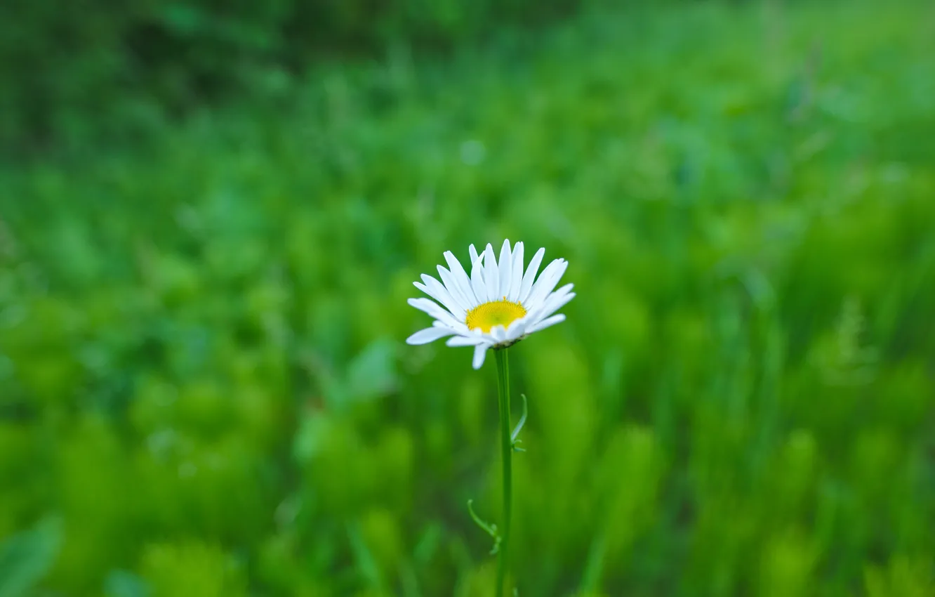 Photo wallpaper greens, flower, minimalism, Daisy