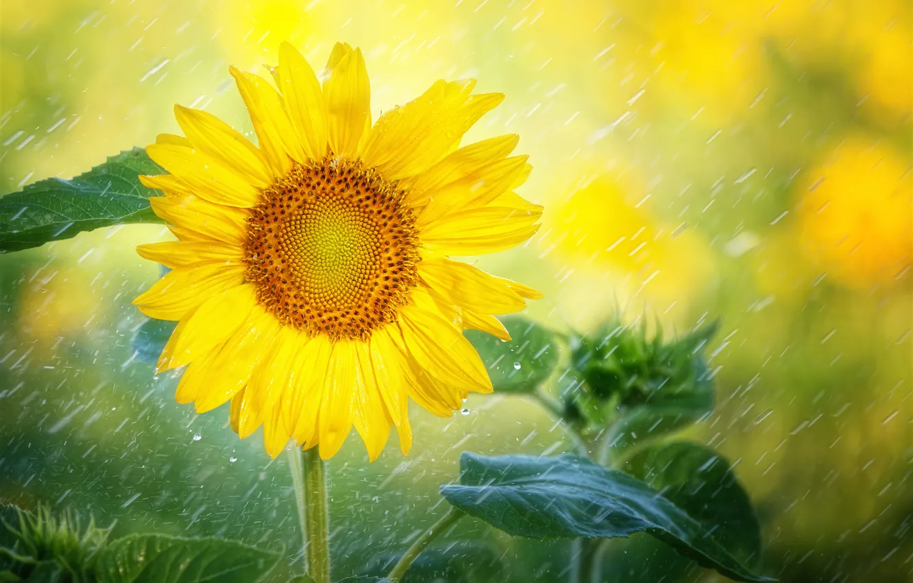 Photo wallpaper drops, rain, sunflower