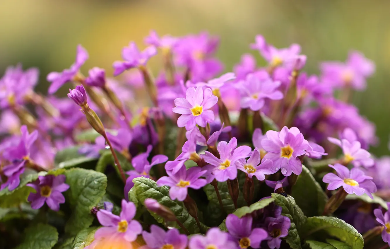 Photo wallpaper flowers, pink, Primula