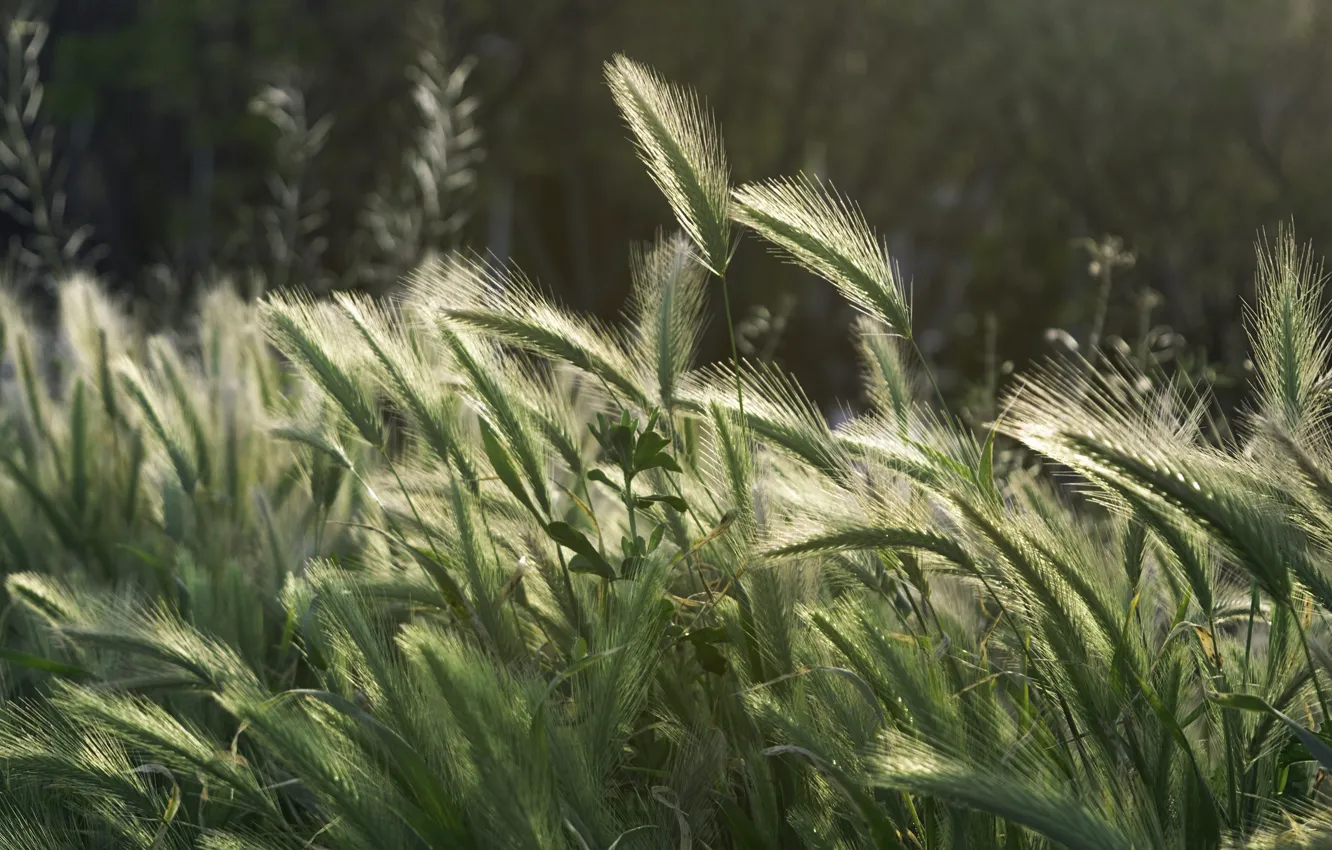 Photo wallpaper field, light, nature, rye, spikelets, ears, cereals, bokeh