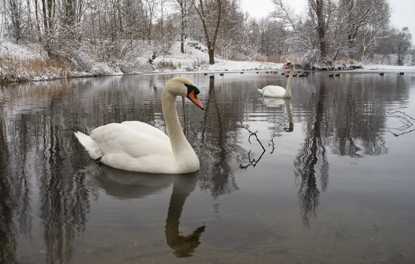 Photo wallpaper winter, water, snow, nature, bird, pair, swans