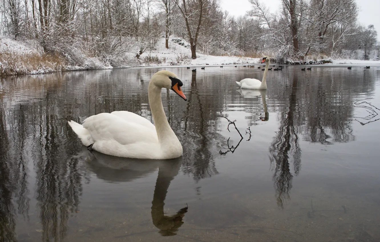 Photo wallpaper winter, water, snow, birds, nature, pair, swans