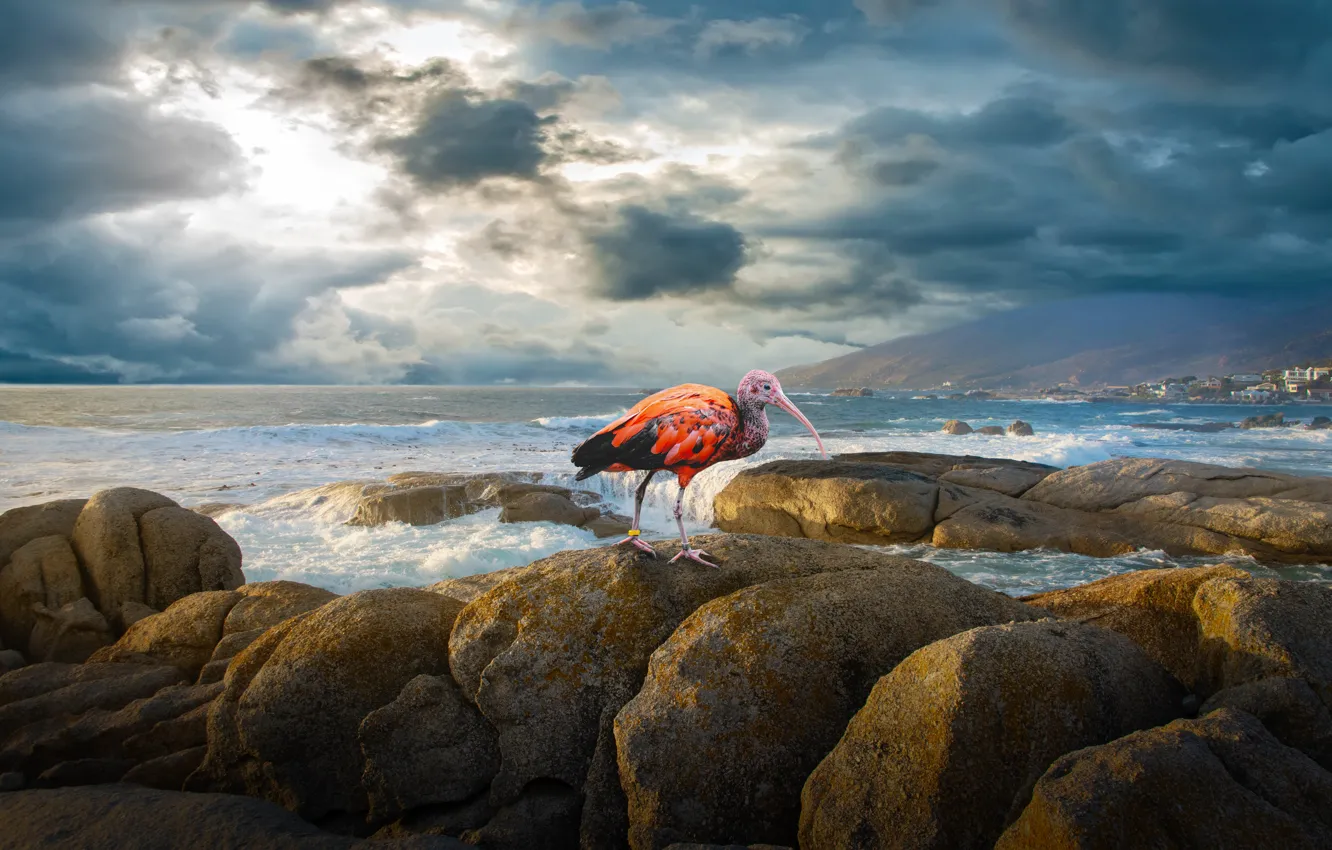 Photo wallpaper sea, the sky, clouds, stones, rendering, rocks, collage, bird