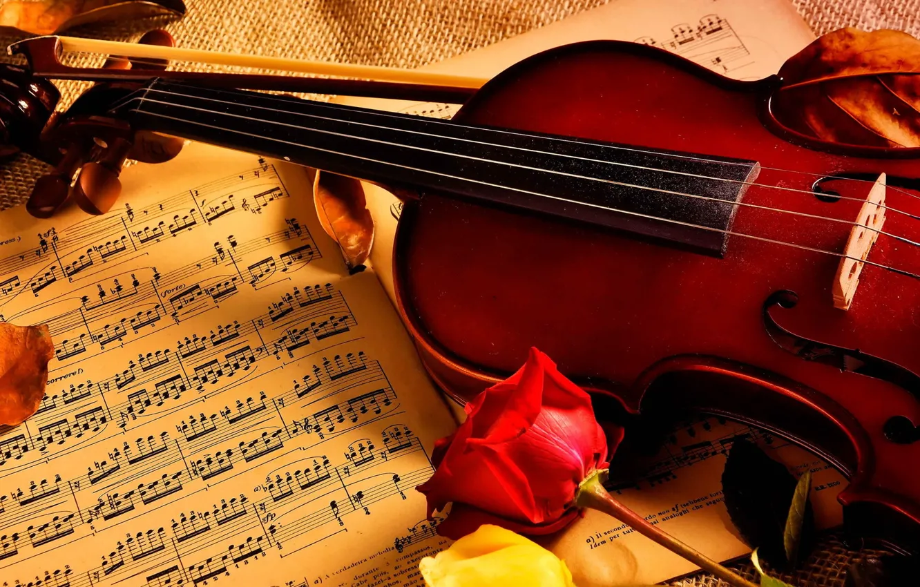 Photo wallpaper notes, music, violin, roses