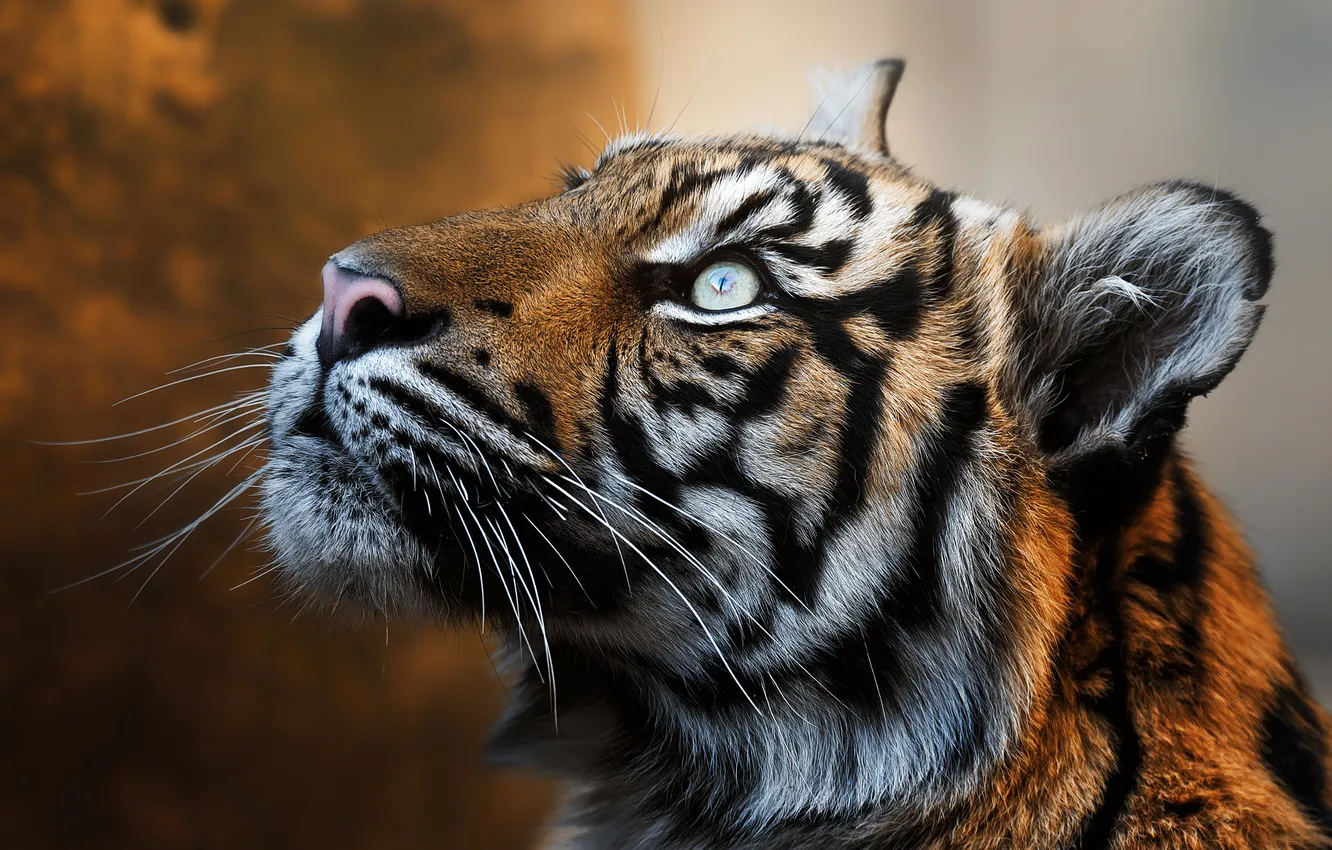 Photo wallpaper look, face, tiger, portrait, looking up