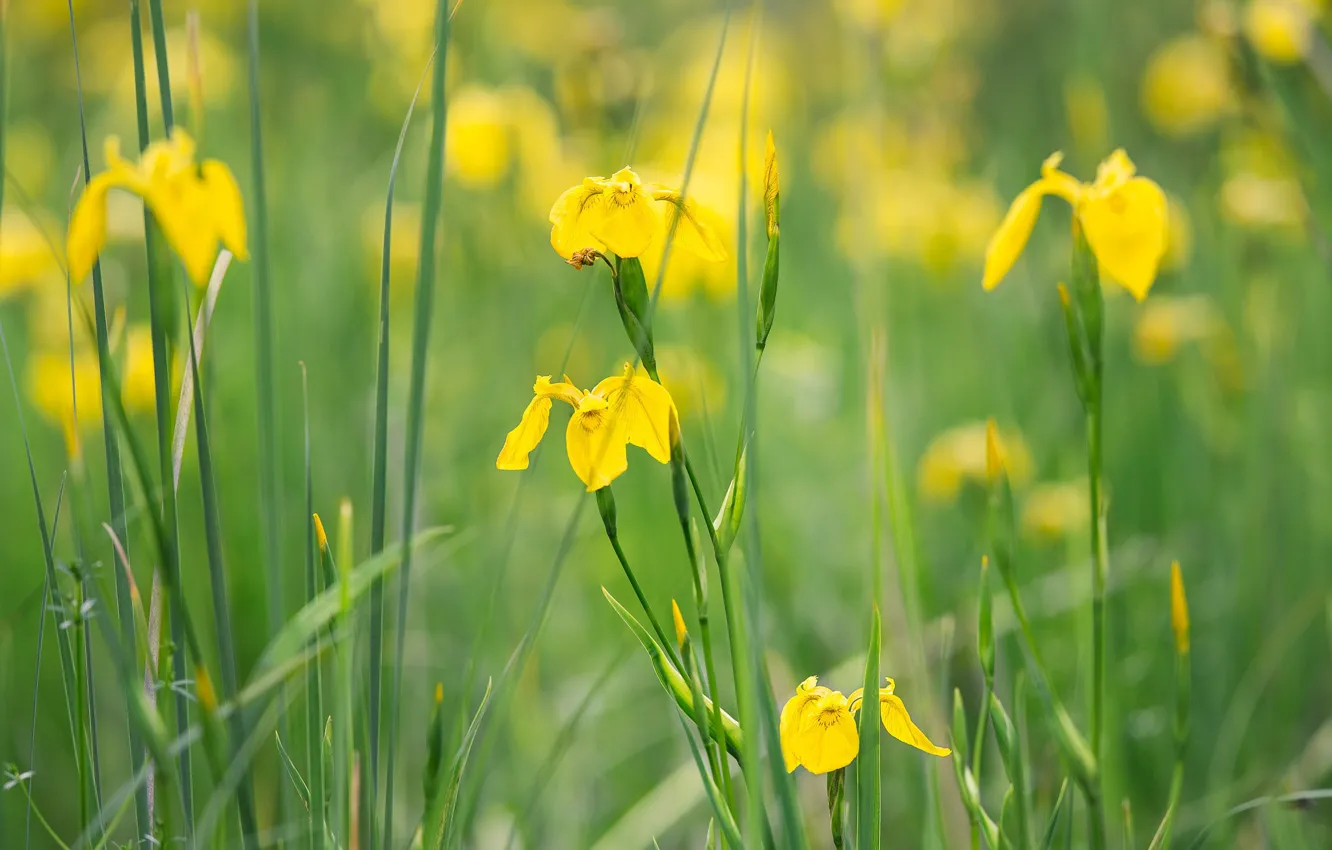 Photo wallpaper greens, flowers, yellow, glade, stem, bokeh, iris