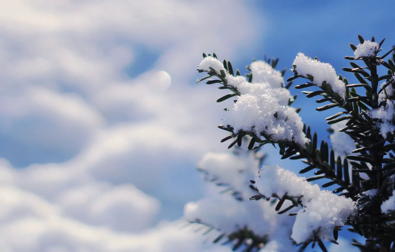Photo wallpaper winter, snow, pine, twig