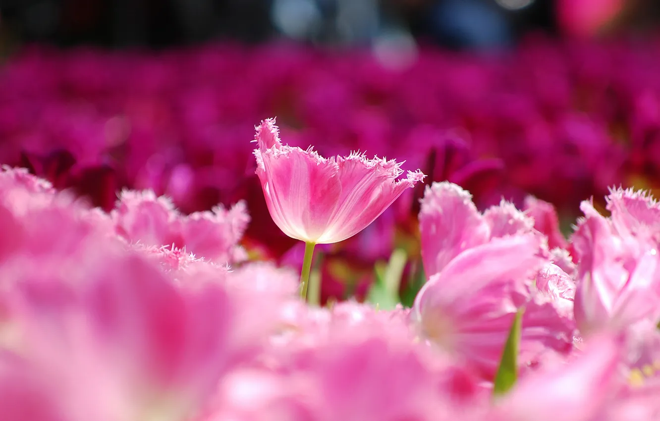 Photo wallpaper field, macro, flowers, petals, blur, Tulips, pink