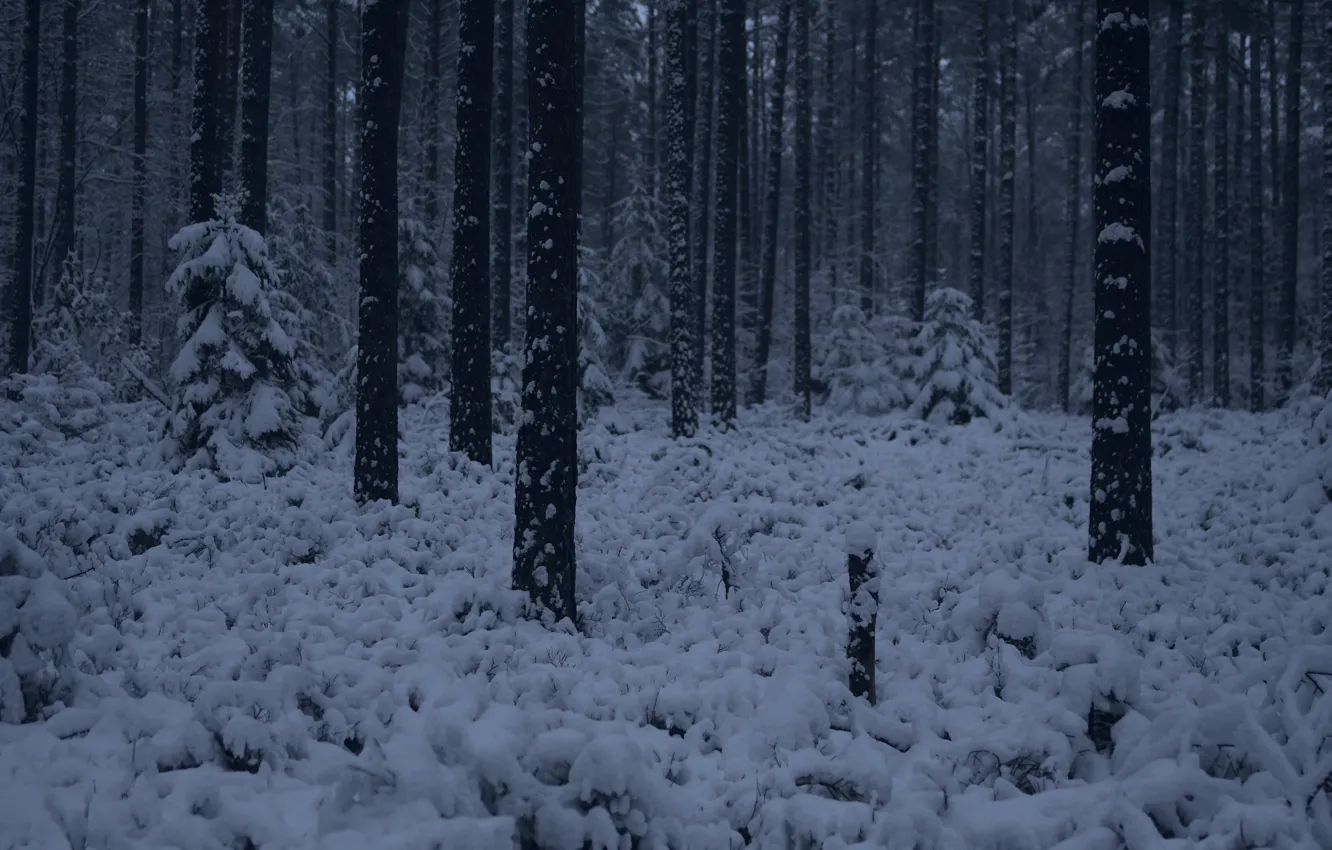 Photo wallpaper winter, forest, snow, trees, nature, Niklas Hamisch