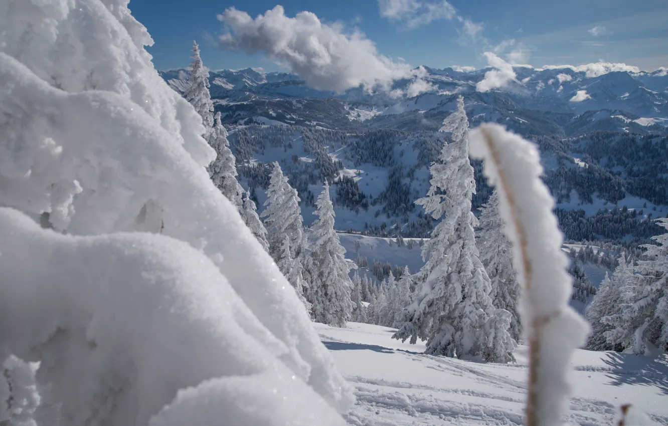 Photo wallpaper winter, forest, clouds, light, snow, mountains, branches, blue