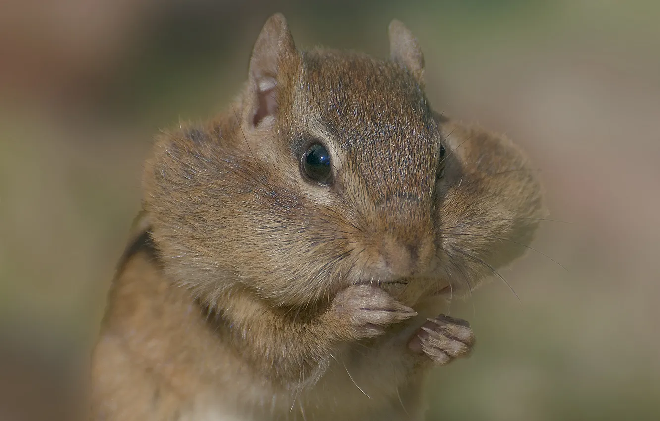 Photo wallpaper Chipmunk, rodent, cheeks