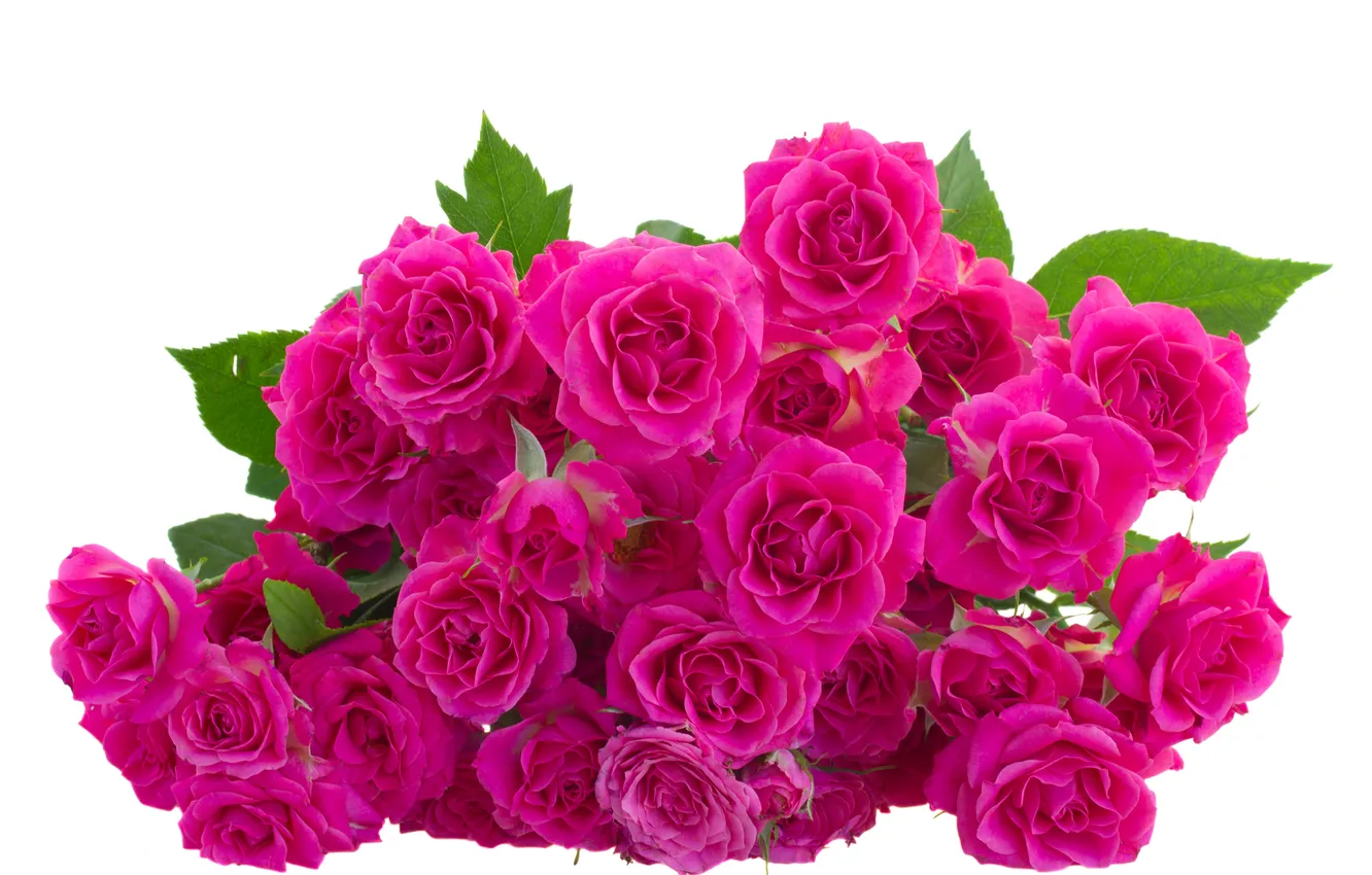 Photo wallpaper flowers, flowers, leaves, leaves, pink roses, pink roses