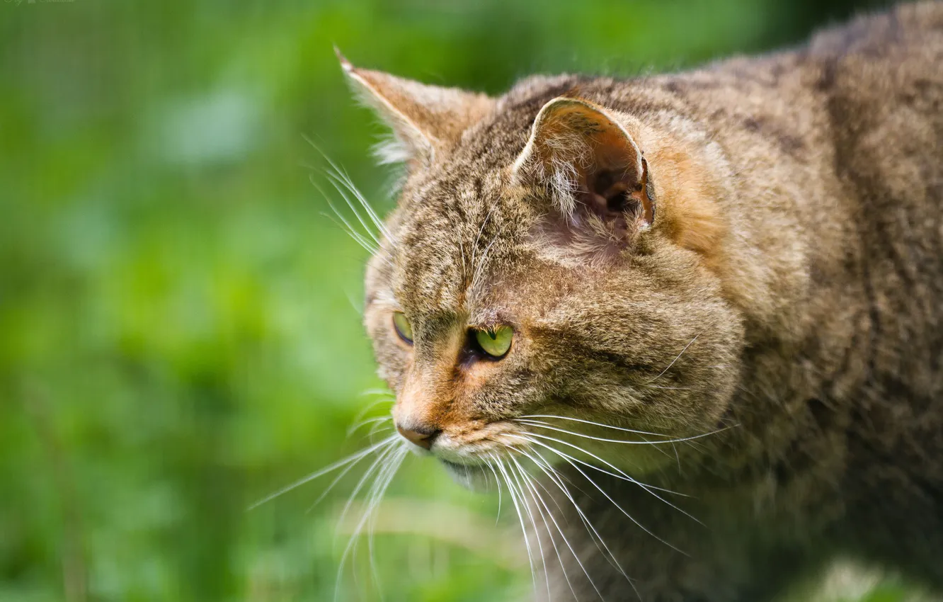 Photo wallpaper cat, face, profile, wild, wildcat