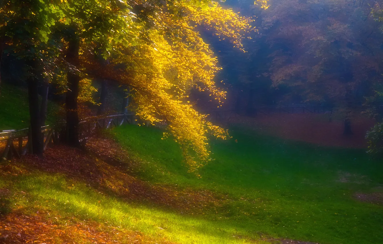 Photo wallpaper autumn, forest, grass, trees, fog, Park, haze