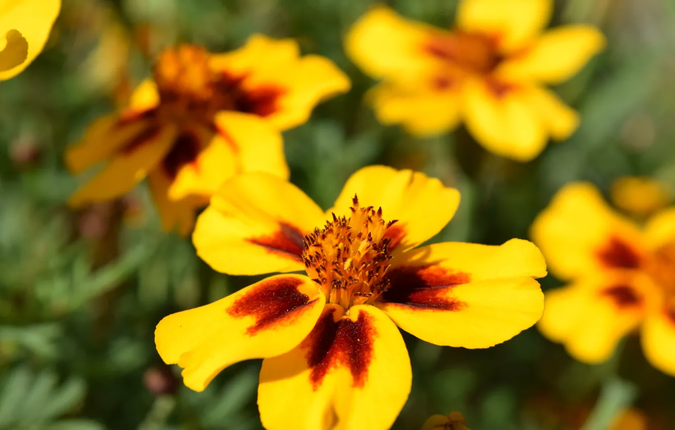Photo wallpaper flowers, yellow, solar, Marigolds