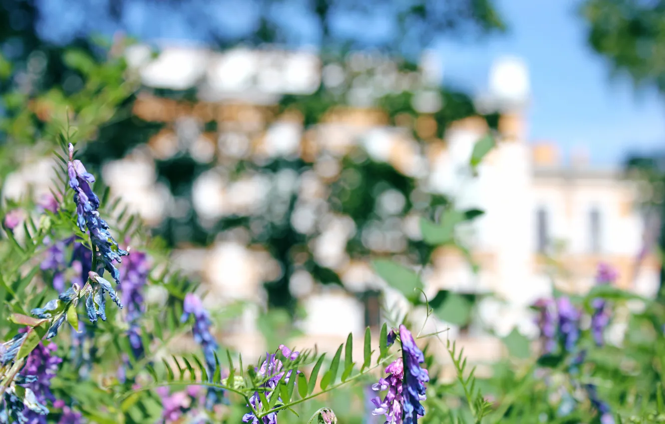 Photo wallpaper flowers, grass, building, plant, weed