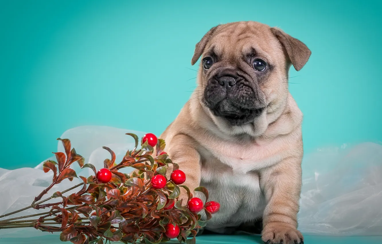 Photo wallpaper cute, puppy, doggie, French bulldog, cranberries