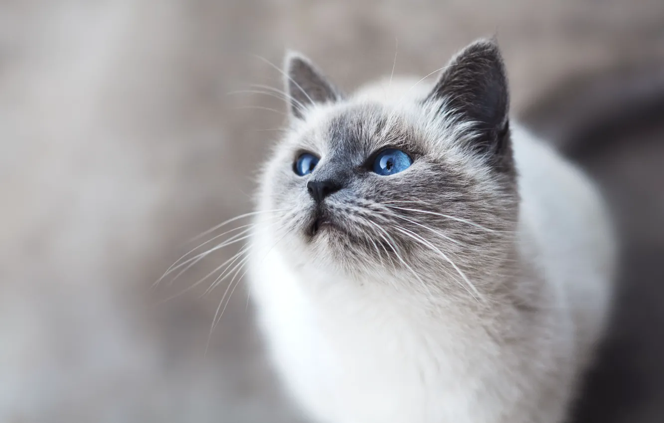Photo wallpaper cat, eyes, mustache, look, blue eyes