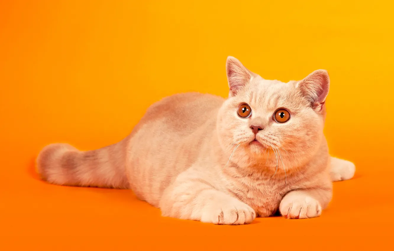 Photo wallpaper cat, cat, look, pose, lies, orange background, British, yellow eyes