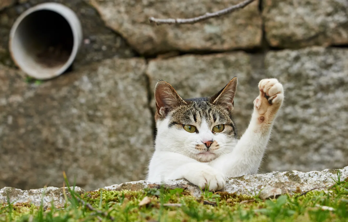 Photo wallpaper cat, cat, look, paw