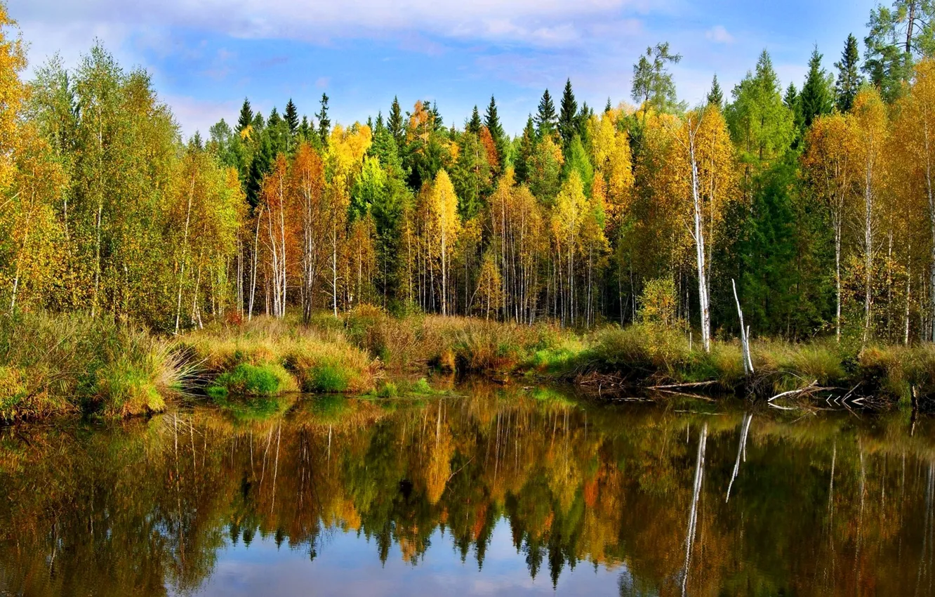 Photo wallpaper autumn, forest, the sky, trees, lake, river