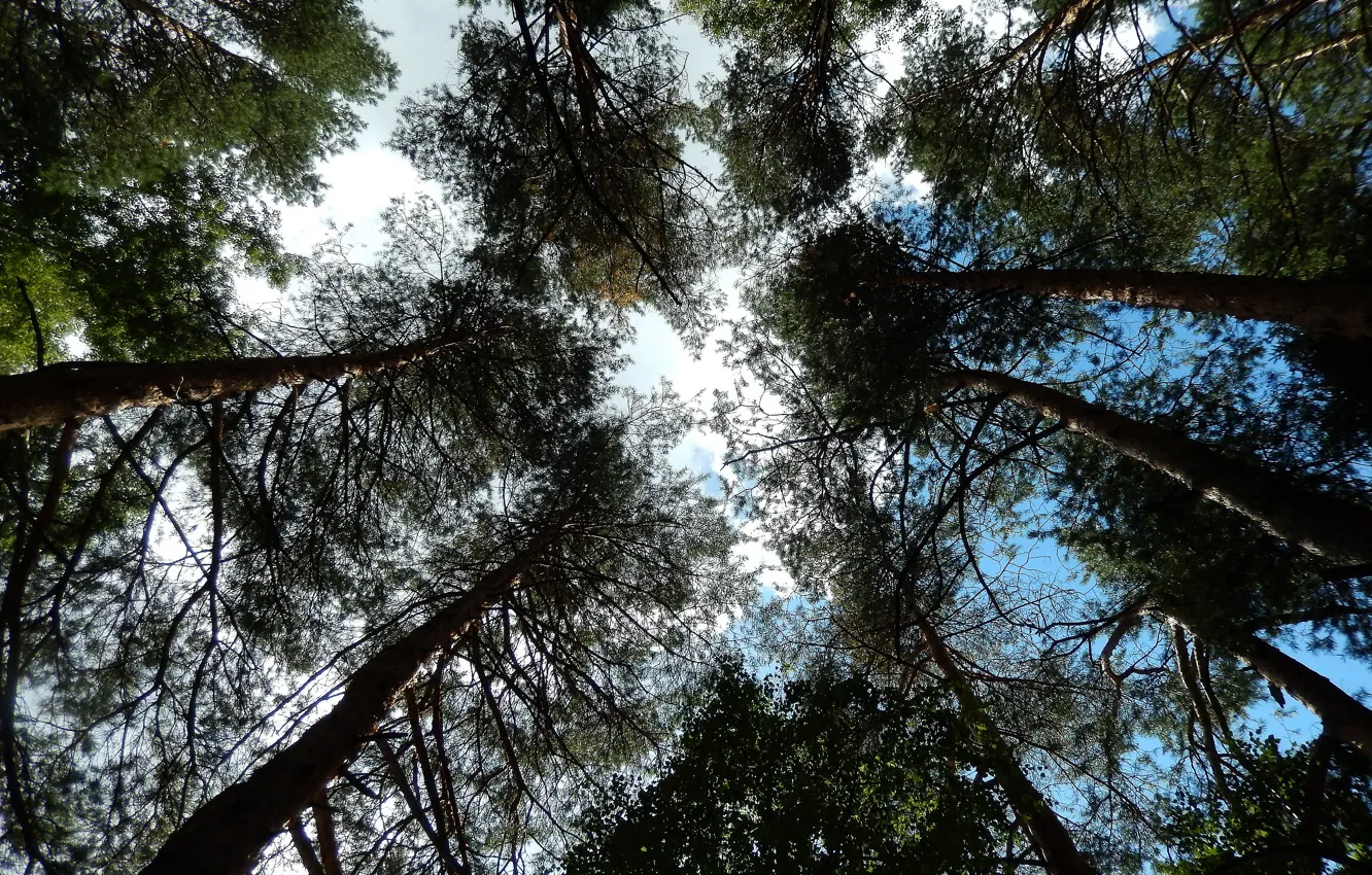 Photo wallpaper the sky, clouds, Wallpaper, pine