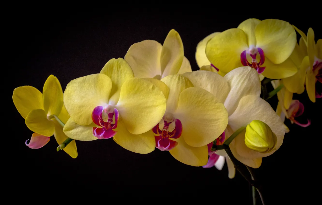 Photo wallpaper Orchid, Phalaenopsis, the dark background