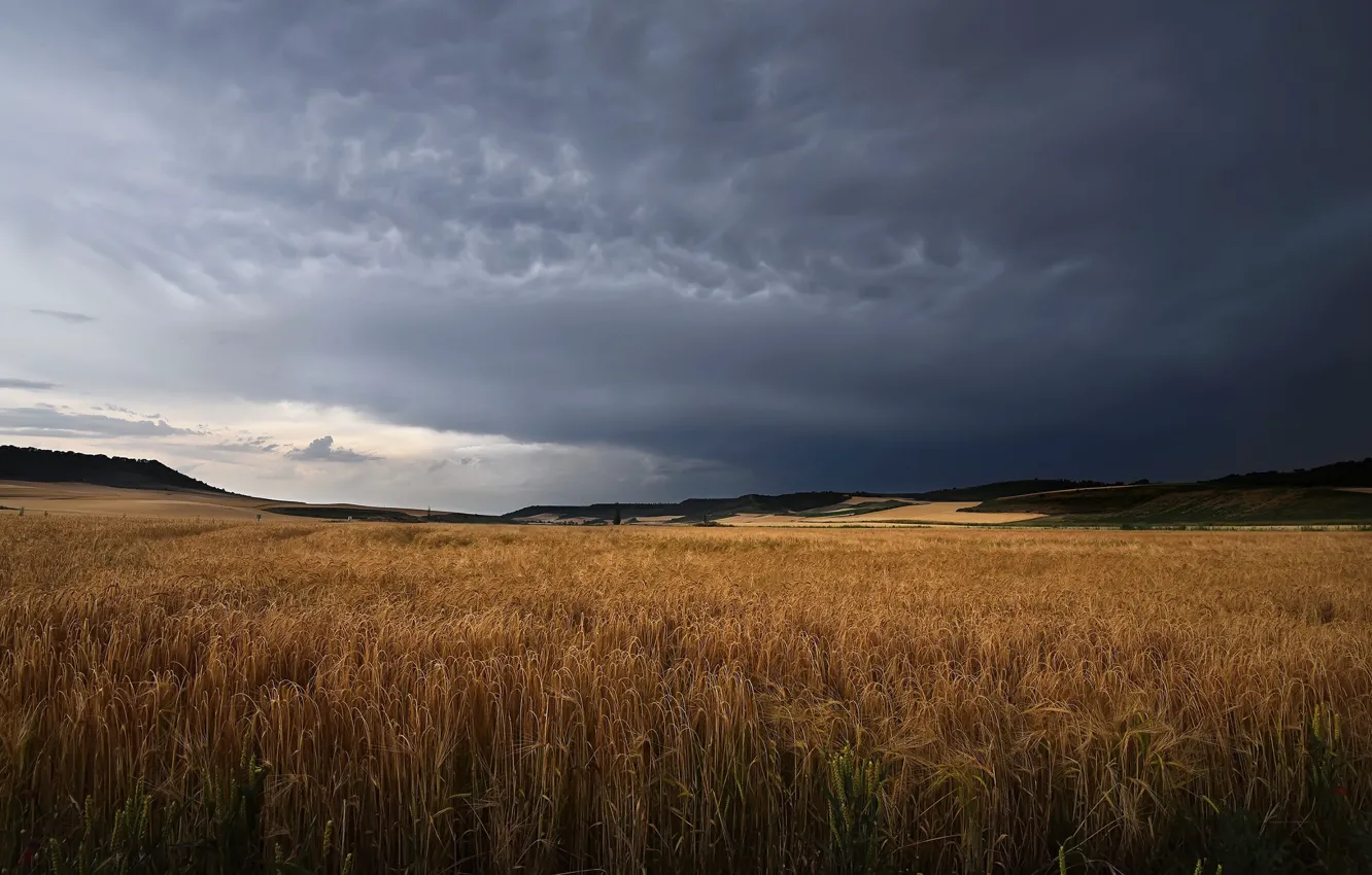 Photo wallpaper wheat, field, the sky, nature, ears