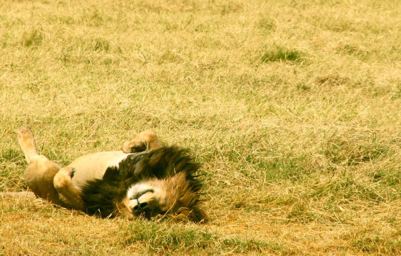 Photo wallpaper field, grass, stay, paws, king, mane, lying, animals