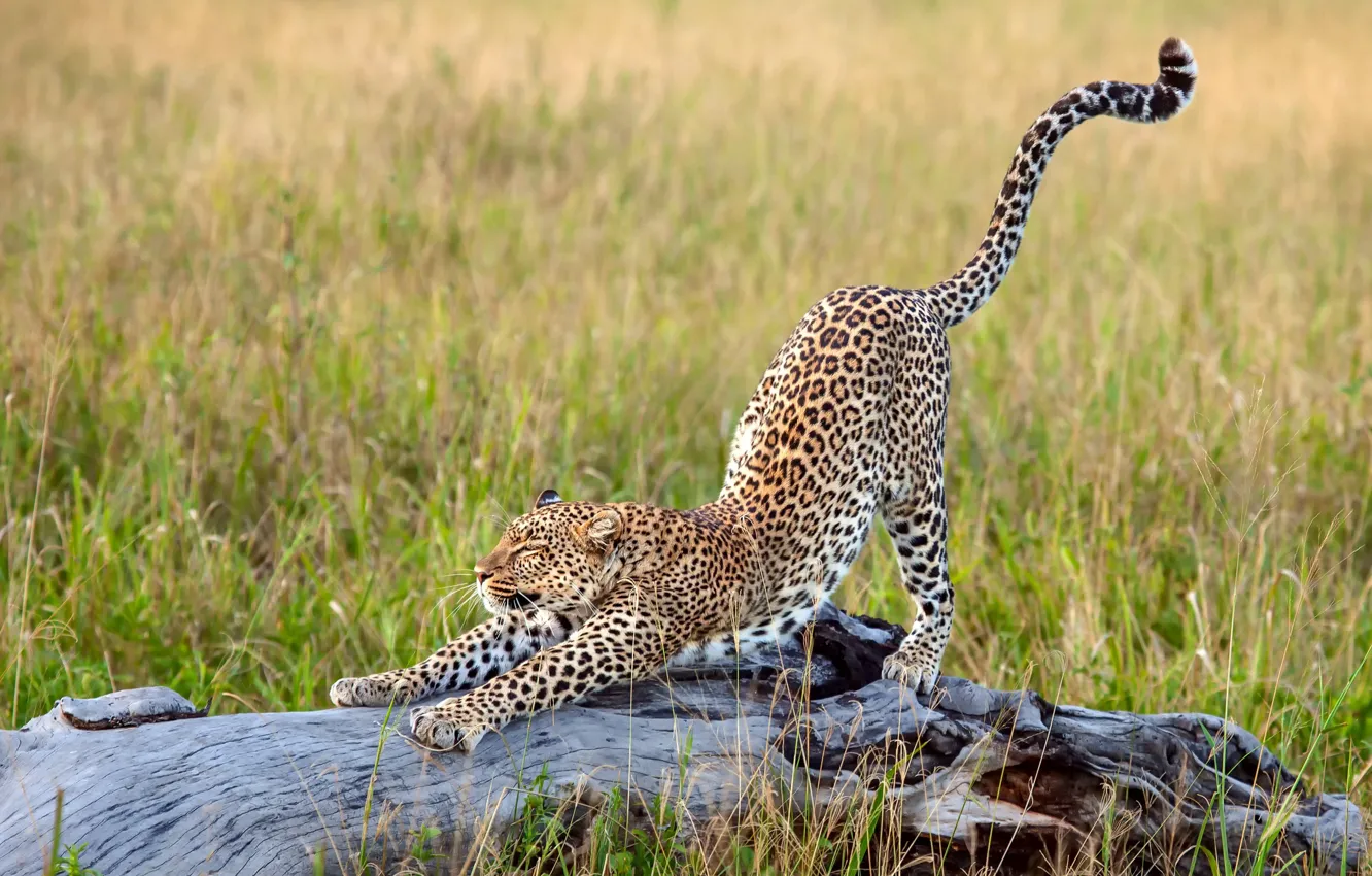 Photo wallpaper grass, leopard, Africa, big cat, stretching