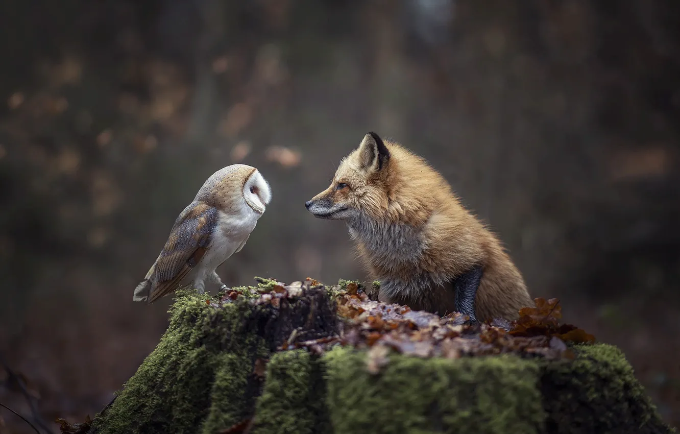Photo wallpaper autumn, forest, nature, animal, owl, bird, foliage, stump