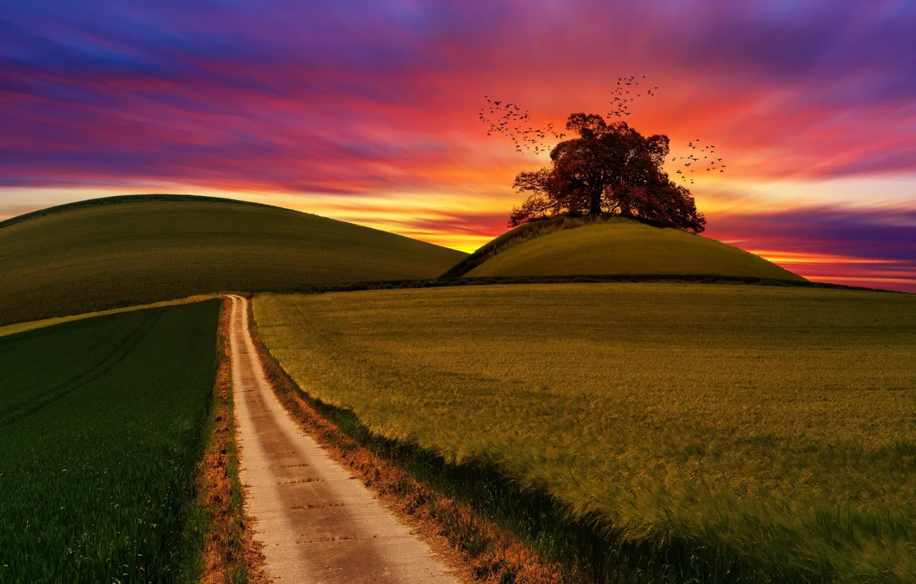 Photo wallpaper road, field, trees, landscape, sunset, nature, hills, bird