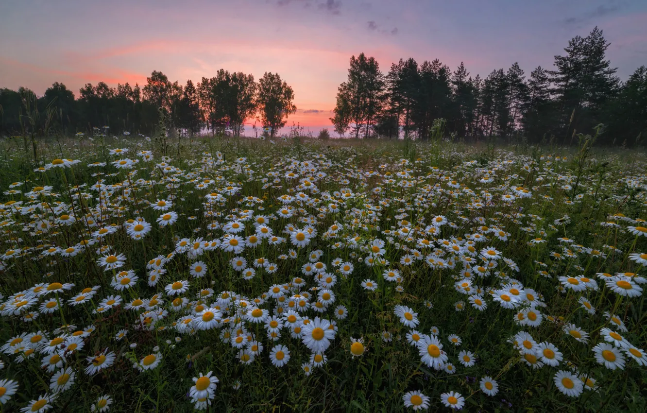 Photo wallpaper field, summer, the sky, trees, sunset, flowers, glade, chamomile