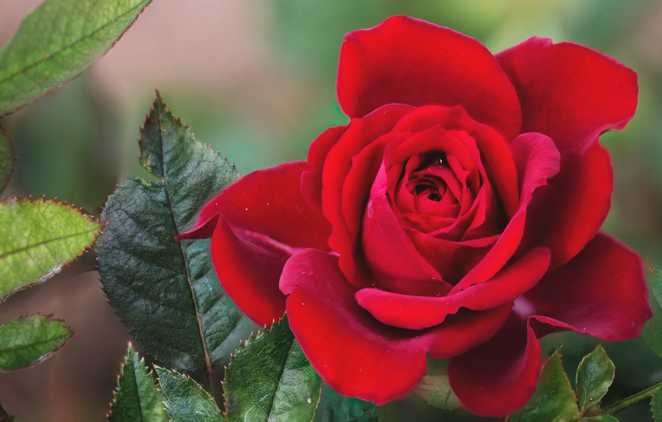 Photo wallpaper leaves, macro, roses, petals