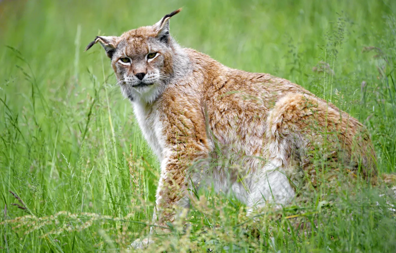 Photo wallpaper grass, predator, lynx
