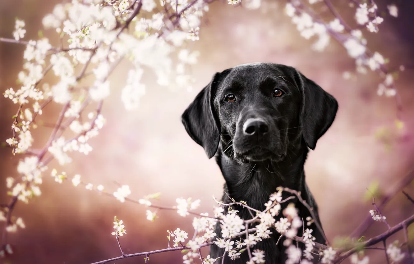 Photo wallpaper look, face, flowers, branches, background, pink, portrait, dog