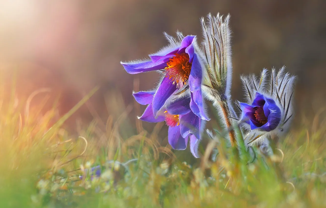 Photo wallpaper grass, macro, spring, sleep-grass, cross