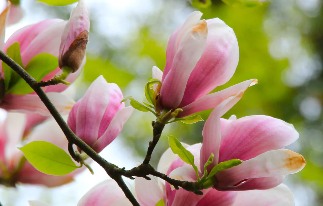 Photo wallpaper spring, magnolia, twig