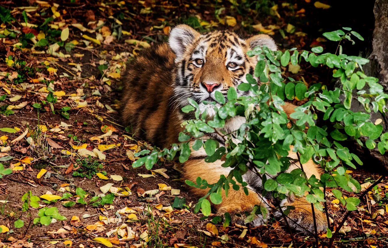 Photo wallpaper autumn, look, branches, tiger, pose, glade, foliage, Bush