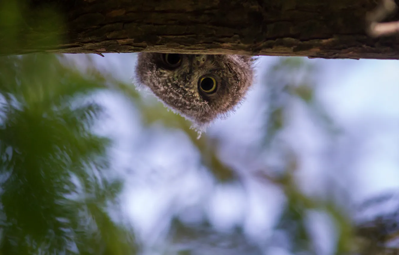 Photo wallpaper owl, branch, head, chick, owlet