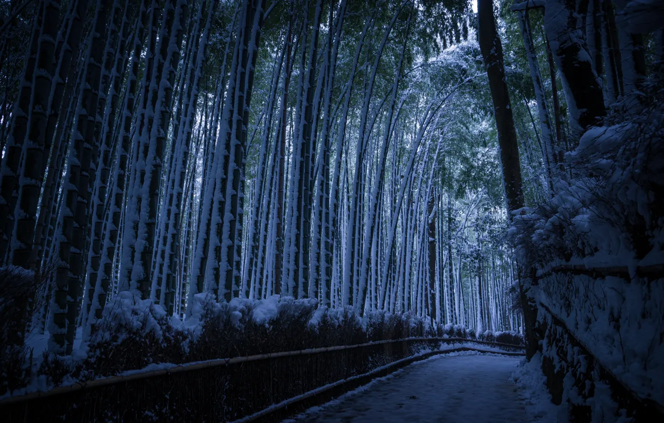 Photo wallpaper road, snow, bamboo, Astray way