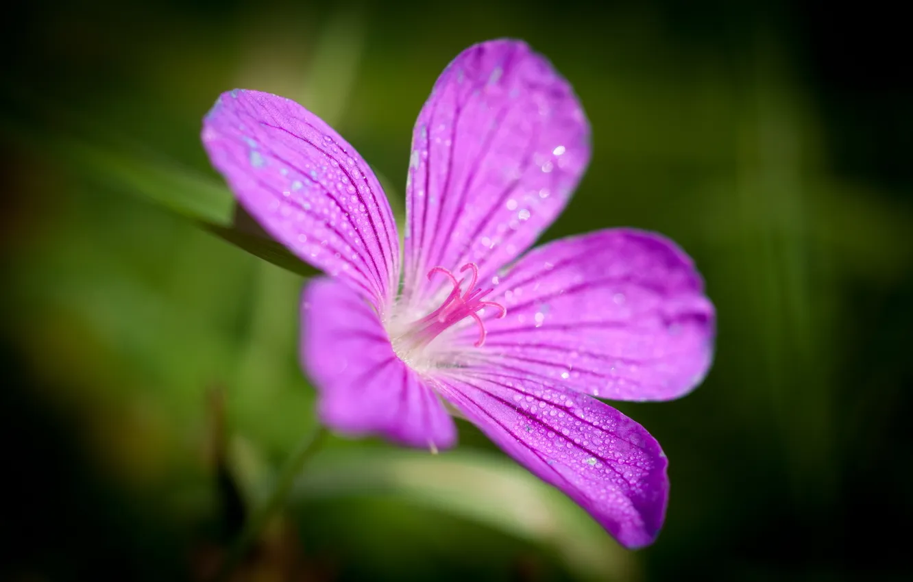 Photo wallpaper macro, flowers, Rosa, lilac