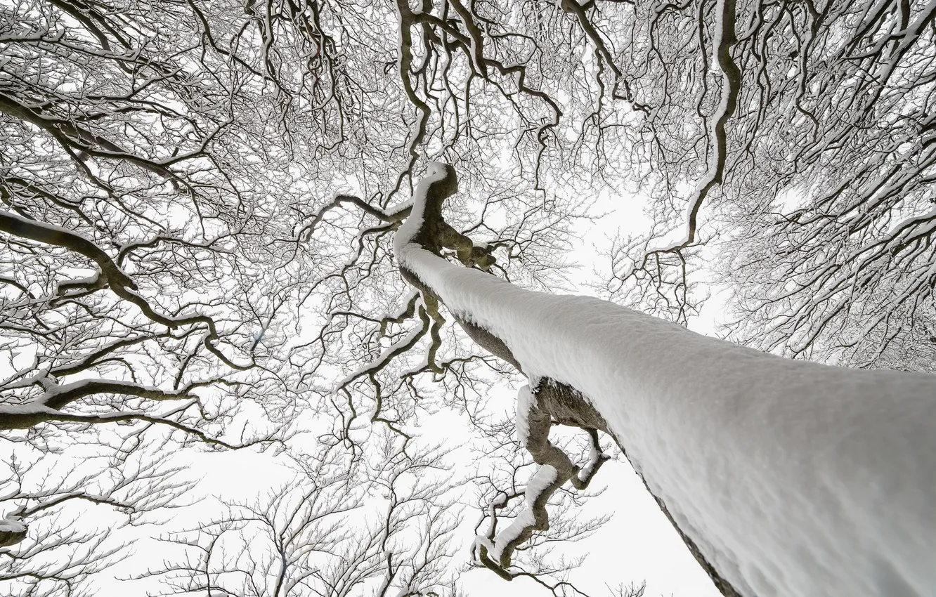 Photo wallpaper winter, snow, trees, nature