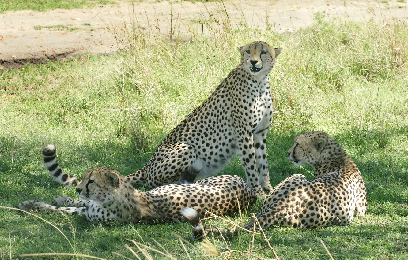 Photo wallpaper cat, grass, stay, shadow, Cheetah, Trinity
