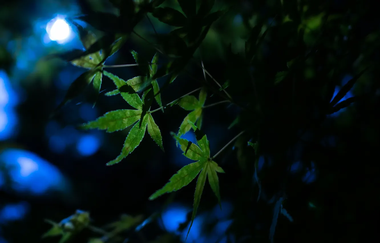 Photo wallpaper leaves, night, nature