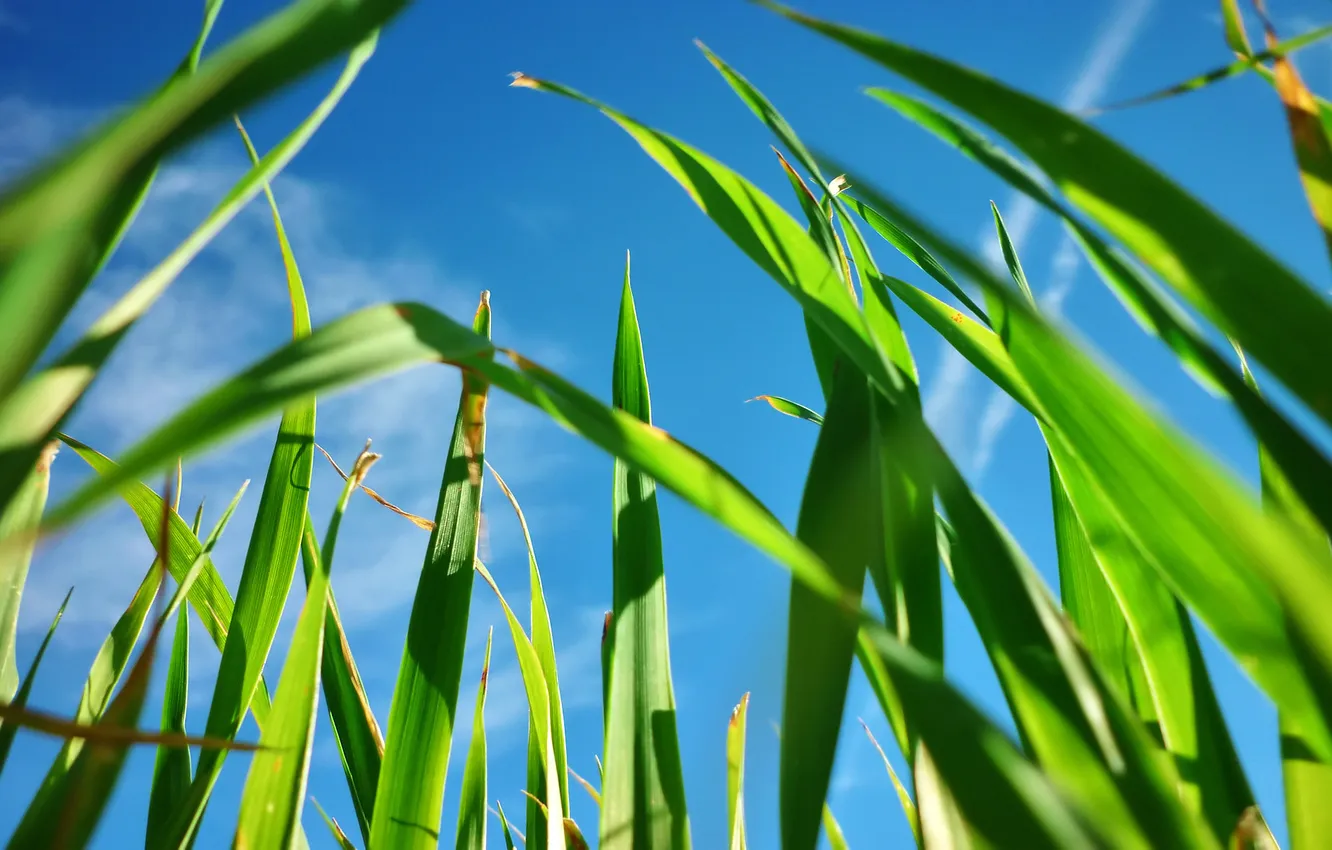 Photo wallpaper greens, the sky, grass
