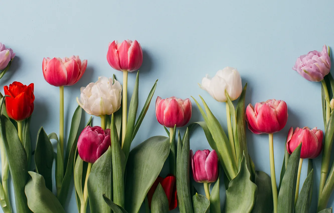 Photo wallpaper flowers, colorful, tulips, pink, white, white, fresh, wood
