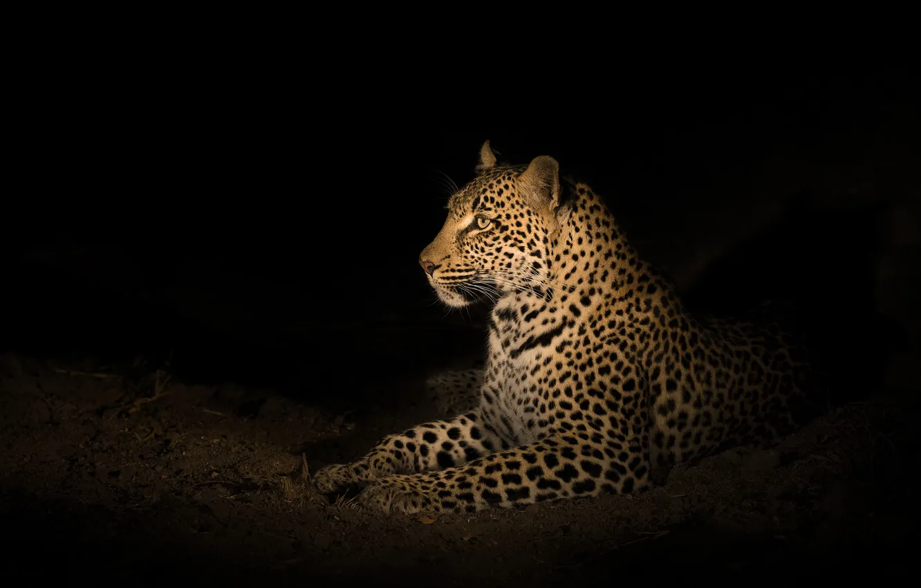 Photo wallpaper night, leopard, lies, black background