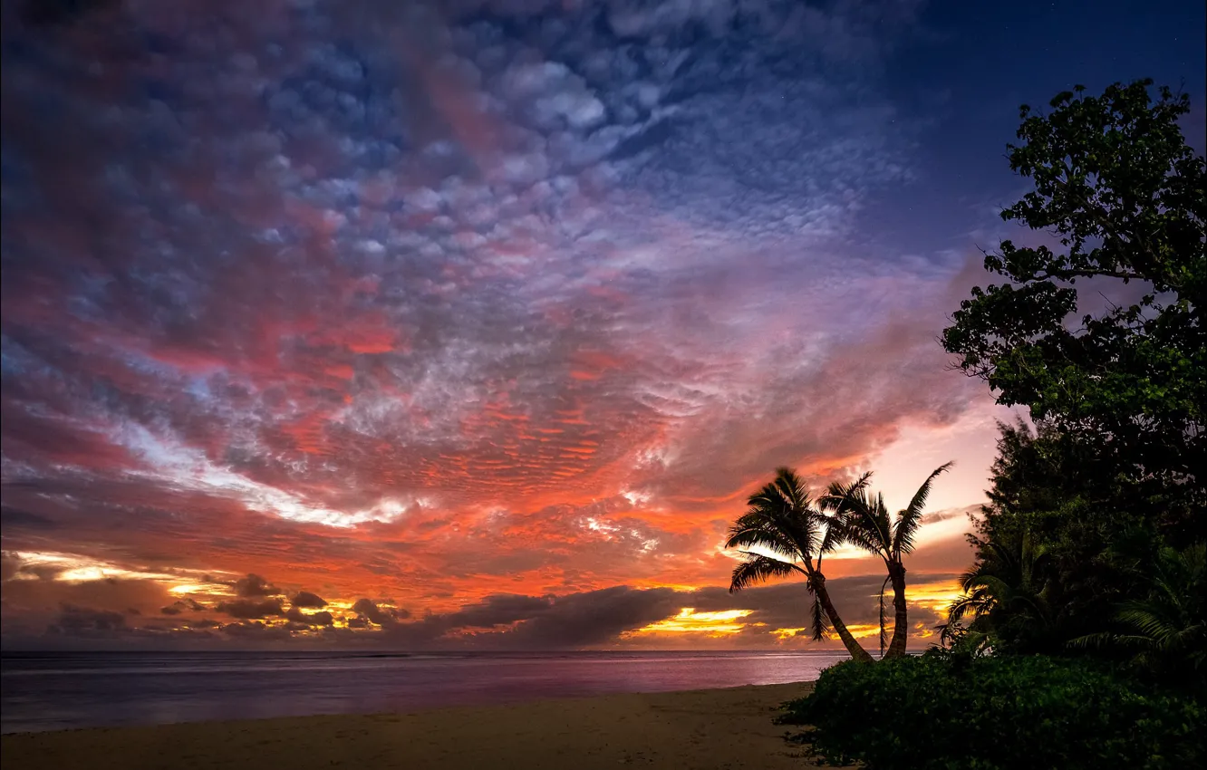 Photo wallpaper sunset, palm trees, the ocean, coast, Rarotonga, Cook Island
